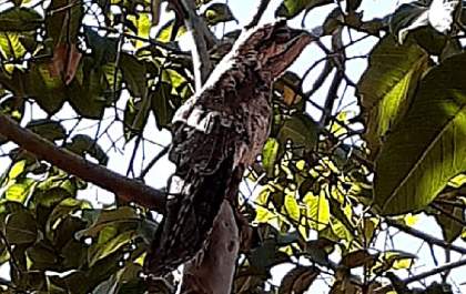 Ave `fantasma` de canto assombroso é flagrada em Andradina