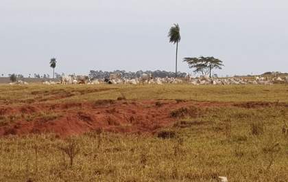 Semana foi de “de ouro” para os pecuaristas de corte