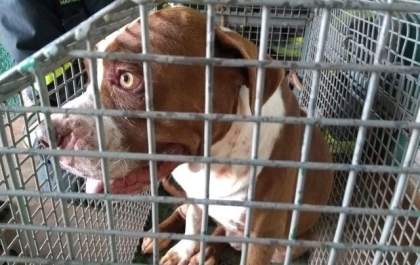 Policia abre inquérito para investigar responsabilidades por ataques de pitbulls