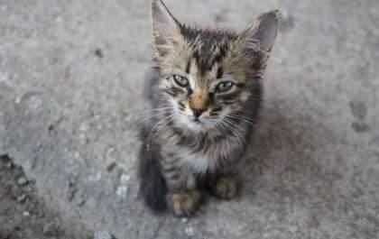 Protetores pedem ajuda para identificar `matador de gatos` no Centro