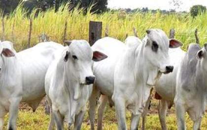 Agropecuarista é preso com 54 cabeças de gado furtadas