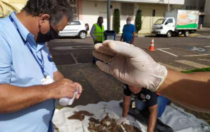 Prefeitura de Birigui e Sucen realizam ação de combate ao inseto barbeiro
