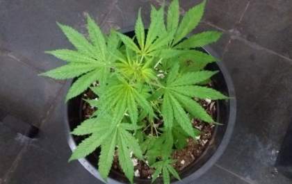 PM encontra dois pés de maconha em casa de vereador