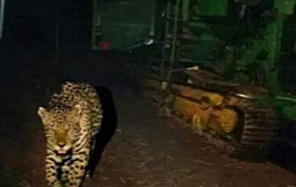 Aparição de onça pintada em Castilho viraliza nas redes sociais
