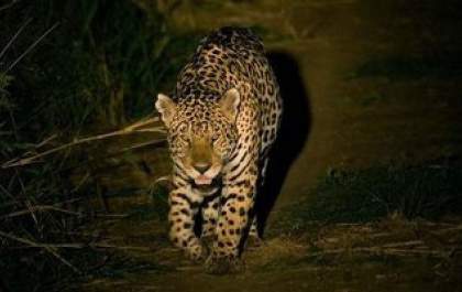 Foto de onça em Castilho é fake