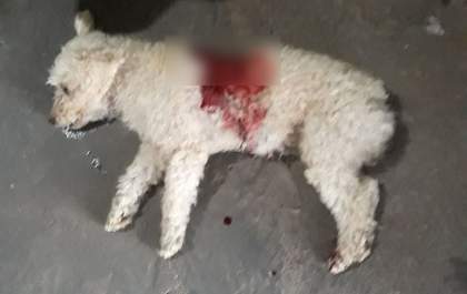 Pitbull arrebenta coleira e mata poodle em frente aos donos