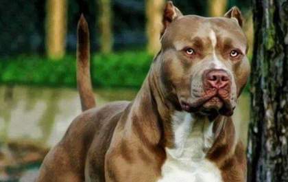 “Cães de raças agressivas tem que usar focinheira”, afirma Guto Marão após morte de Floquinho