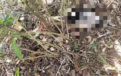 <p>Internauta relata ataque de onça em fazenda da região</p>