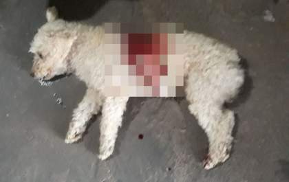 Pitbull arrebenta coleira e mata poodle em frente aos donos