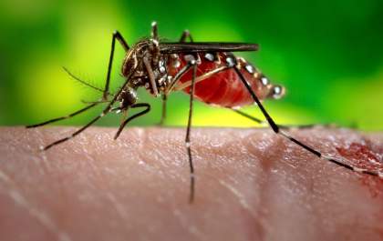 Alerta na saúde: Nova linhagem do vírus da zika está em circulação no Brasil