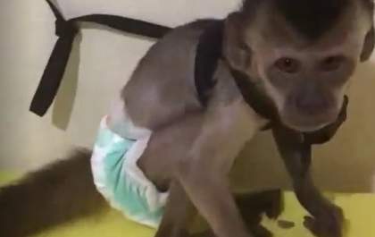 PM Ambiental tenta encontrar acusado de comercializar macaco-prego em Birigui