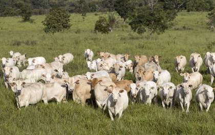 Agropecuária em três pilares: conheça as características da Origem Premium