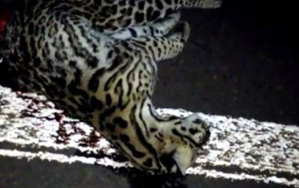 Filhote de Onça Pintada é atropelado e morre na SP-294