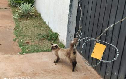 Gato fica preso em cerca centralina no Jardim Carandá