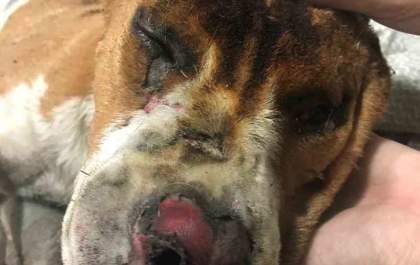 Cachorro fica gravemente ferido após ser atacado por capivaras