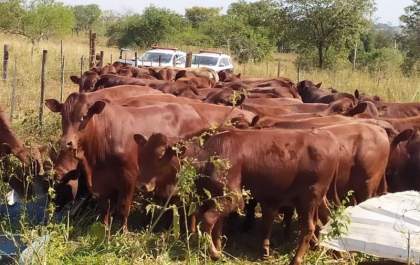 Cabeças de gado, avaliadas em quase meio milhão são furtadas e encontradas em assentamento