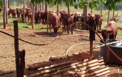 Mais de 40 cabeças de gado furtadas são encontradas em sítio na beira da Rondon