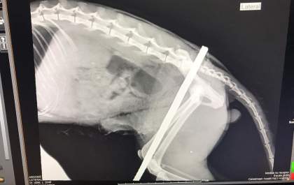Gato tem corpo atravessado por barra de ferro e sobrevive