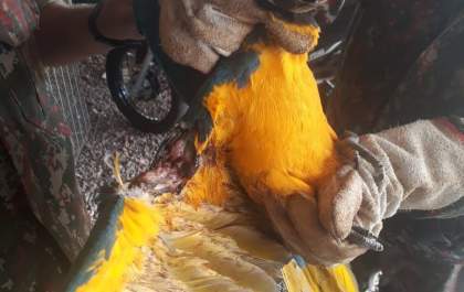Veterinário três-lagoense cuida de animais silvestres para devolve-los à natureza