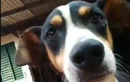 Três-lagoense faz apelo para localizar cachorro da família