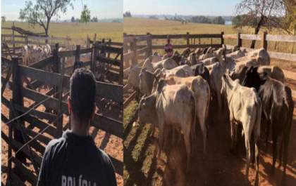 Polícia Civil recupera gado roubado avaliado em R$ 120 mil
