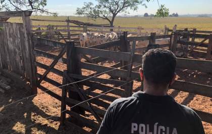 Polícia Civil recupera cabeças de gado avaliadas em R$ 120 mil