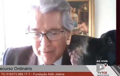 Fofura: Cachorro “invade” sessão online do Tribunal de Contas