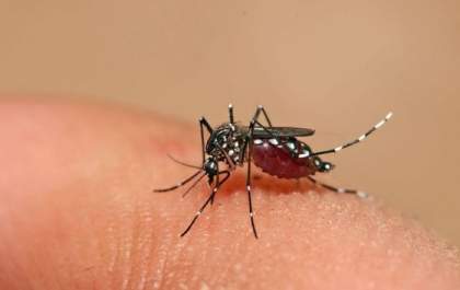 Três Lagoas notifica 5 novos casos suspeitos de Dengue nesta semana
