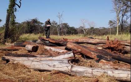 PM Ambiental flagra desmatamento irregular em fazenda de Aracanguá