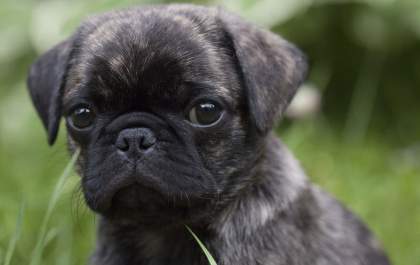 Filhote de Pug é furtado de quintal de casa no Nova Iorque
