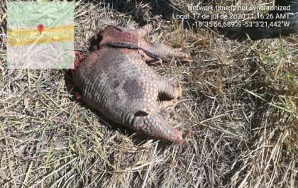 Polícia Militar Ambiental encontra tatu de 35 kg atropelado em rodovia
