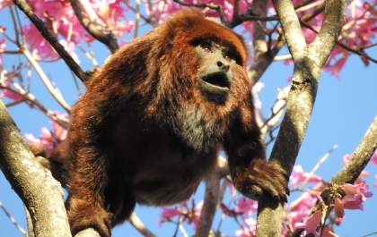 Araçatuba inicia estudo para inventário da fauna silvestre no município&nbsp;