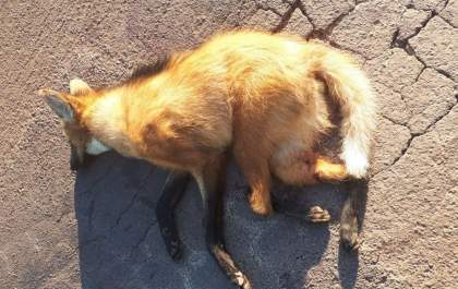 Lobo guará é atropelado na rodovia BR-262