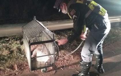Policiais e bombeiros resgatam onça-parda em rodovia
