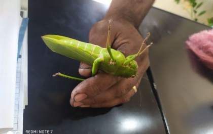 Gafanhoto gigante é encontrado em Água Clara