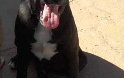 Cachorro é roubado e família pede ajuda para encontrá-lo&nbsp;