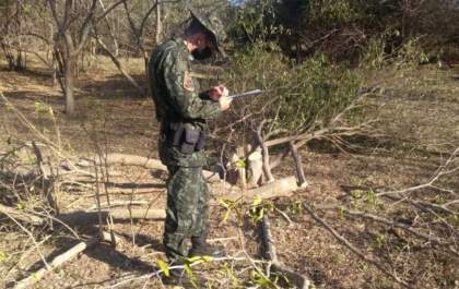 Homem é multado pela Polícia Ambiental em mais de 30 mil por cortar arvores