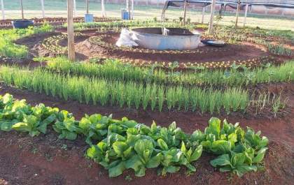 Horta em presídio de Três Lagoas ensina presos a produzir seu próprio alimento