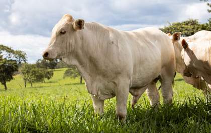 Pecuarista ressalta as vantagens de ser um produtor da raça araguaia