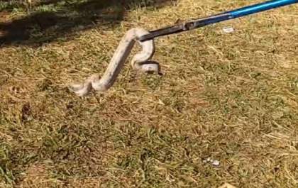 PMA de TL captura jiboia em condomínio