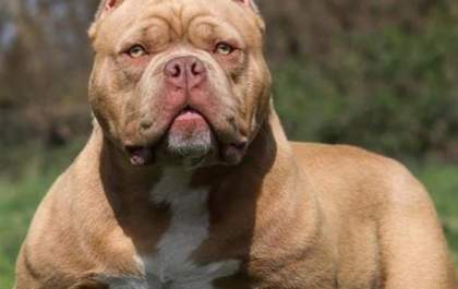 Homem invade casa e furta pit bull de adolescente