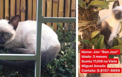 Família procura por gato de estimação