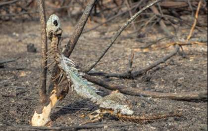 Área atingida por incêndio no Pantanal já destruiu uma área 9 vezes do tamanho da cidade de São Paulo