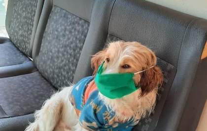 Lar dos Idosos pede ajuda para&nbsp; cachorrinho Billy