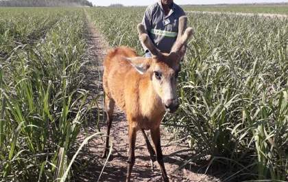 Equipe da Viralcool em Castilho captura e trata veado com grave ferimento
