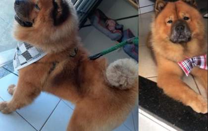 ChowChow que toma remédio controlado está desaparecido em Três Lagoas
