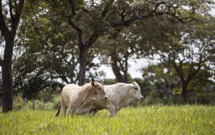 Tempo seco e queda de temperaturas podem alterar qualidade da produção pecuária