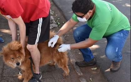 Mais de 580 cães e gatos são vacinados contra a raiva em Selvíria