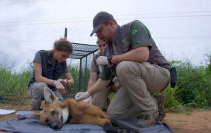 Conservação do lobo-guará beneficia produtores rurais, dizem biólogos