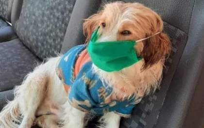 Morre Billy, cãozinho que alegrava os vovôs e vovós do Lar dos Idosos em Três Lagoas